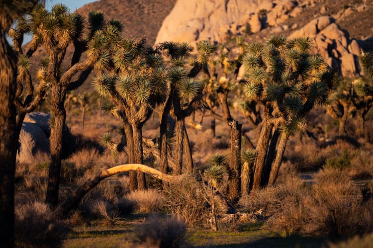 Joshua Tree National Park at dusk.jpeg